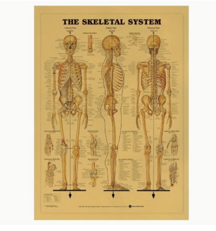 The skeletal system